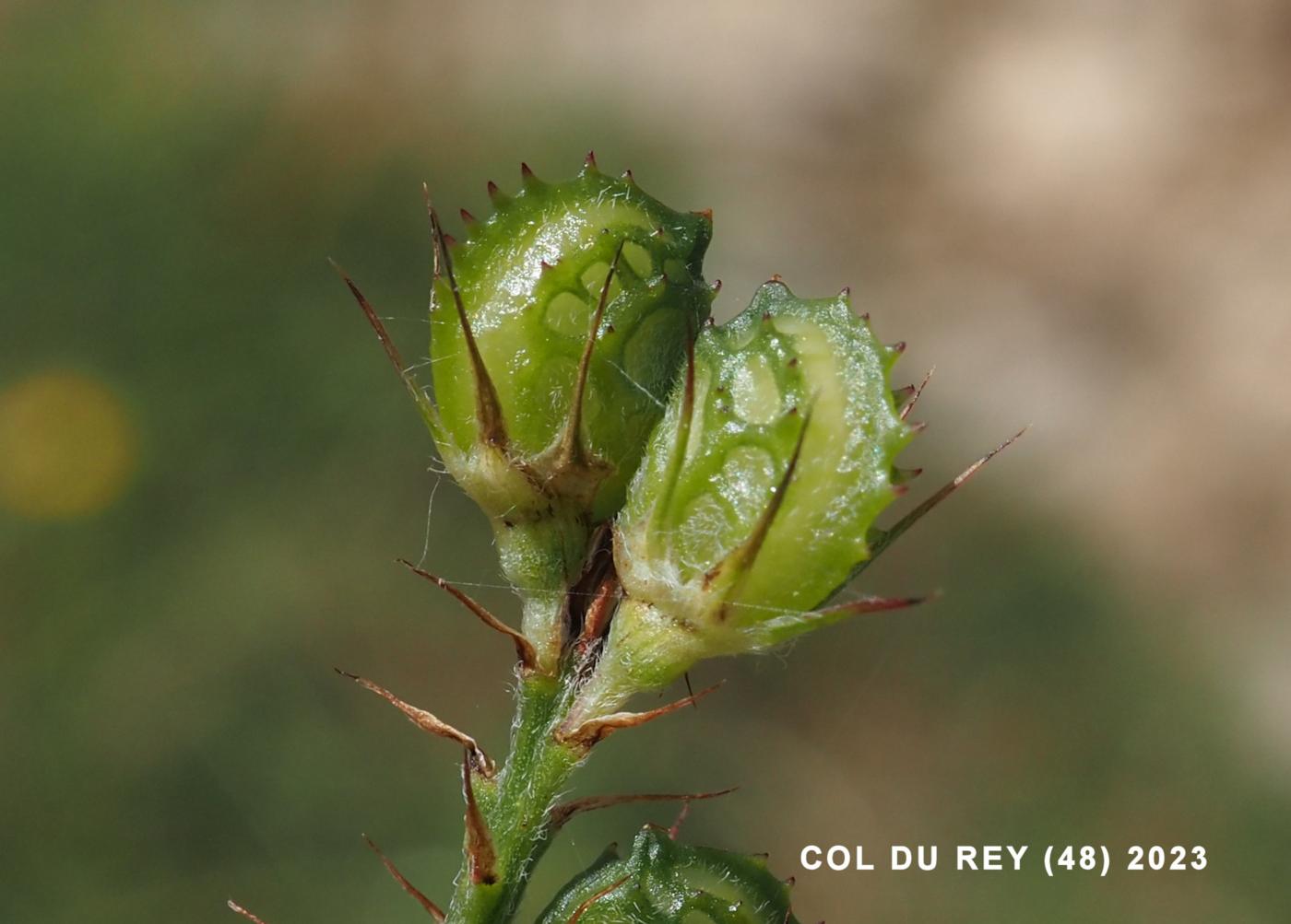 Sainfoin, (Wild) fruit